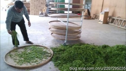 明前正山小种红茶制作全过程（图文） 正山小种红茶价格