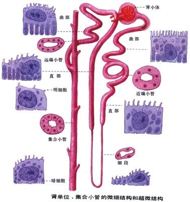 [转载]男性、女性（真实图例）人体结构图 男性泌尿系统结构图