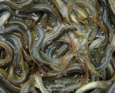 台湾泥鳅养殖技术视频 台湾泥鳅繁殖指导技术