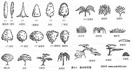 树木的树形及其观赏特性,树形分类 赏树形树木类
