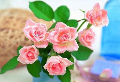 母亲节送什么花?母亲节送花花语含义(图) 广州母亲节送花