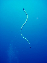 真正的大海蛇 最大的海蛇有多大