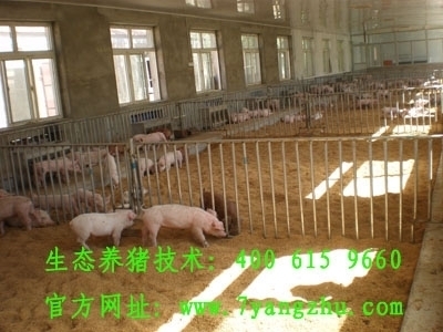 养猪草养猪新方式 生态养猪可行性报告