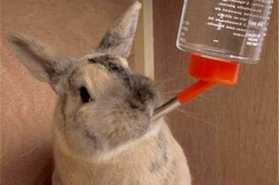 兔子为什么不吃窝边草 兔子为什么不能喝水