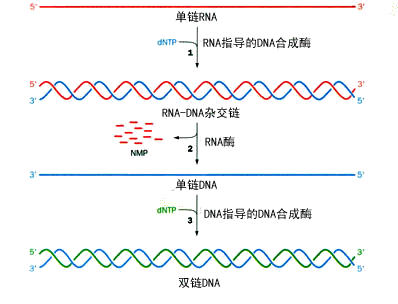 DNA复制需要RNA做引物吗 rna引物