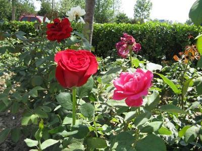 玫瑰和月季的区别 玫瑰跟月季的区别