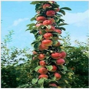 柱状苹果树栽培技术 核桃树苗什么时候种植