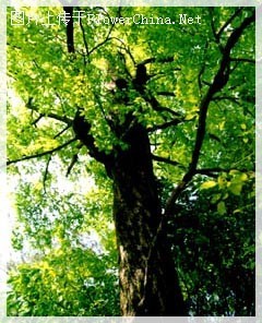 世界最稀有的树：普陀鹅耳枥