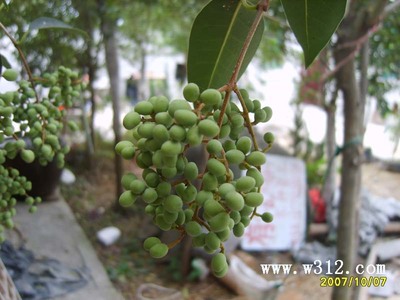 黄芪的功效与作用 女贞子的功效与作用