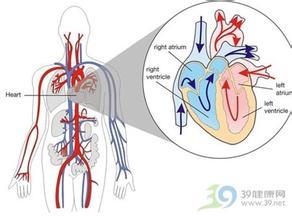 主动脉瓣关闭不全一般体征 心脏主动脉瓣关闭不全