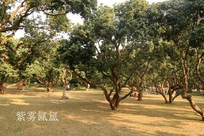 【深圳随拍】寻梅偶遇——梅林公园的古荔枝树 踏血寻梅 百度云
