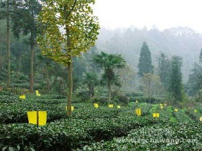 基地茶园管理细则（部分） 茶园基地管理制度