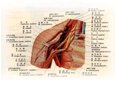 臂丛神经的解剖 神经根前支后支