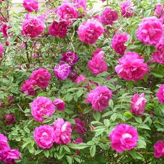 玫瑰纯露与花水的区别--转贴 玫瑰纯露哪个牌子好