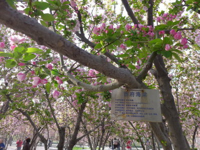 今年观赏到的北京海棠花及其海棠花的品种第一篇西府海棠 西府海棠 哪个品种好