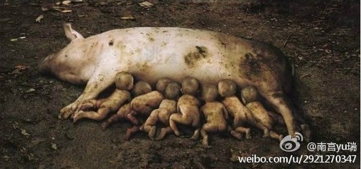 震惊：云南一只母猪居然生下8个男婴