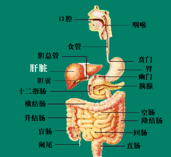 身体的结构 肝脏在身体什么部位