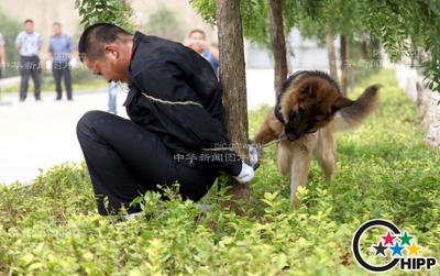 义犬报恩故事几则 义犬大黑的故事