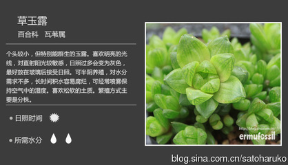 多肉植物百合科十二卷属——玉露篇 多肉玉露的养殖方法