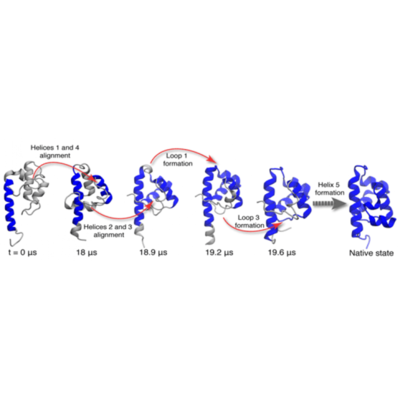 包涵体变性、复性及纯化 包涵体蛋白复性