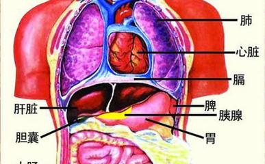 肺、肝、胃、脾、肾的位置 肝心脾肺肾五脏新解