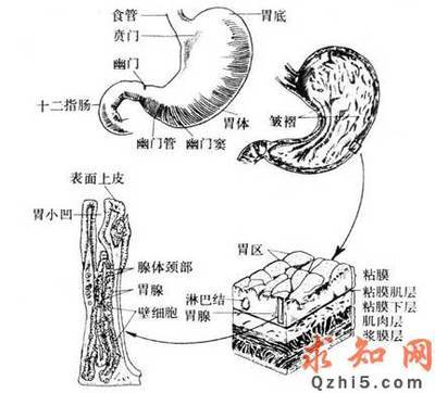 十二指肠球部溃疡 直肠溃疡症状及治疗