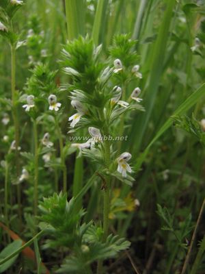 玄参科小米草属长腺小米草 小米草胶囊