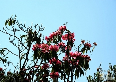 贵州高原百里杜鹃，花开妖娆迷人（组图） 百里杜鹃管委会