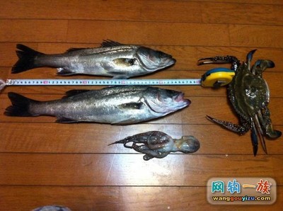 来自日本的职业海鲈钓手 矶钓海鲈