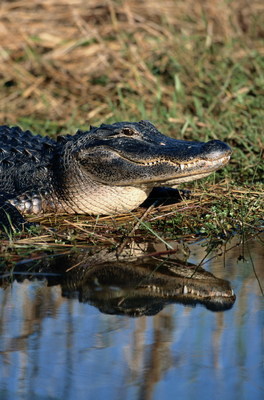 鳄鱼是两栖动物 常见的两栖动物图片