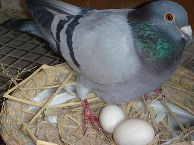 鸽子蛋的营养价值-吃鸽子蛋有什么好处 鸽子蛋怎么吃最营养