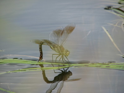 小蜻蜓怎么生活在水里啊，蜻蜓点水是什么意思啊 lol螳螂蜻蜓点水