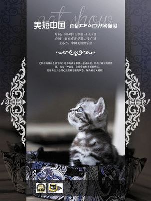[转载]中国美国短毛猫俱乐部首届CFA猫展 长城俱乐部退出cfa