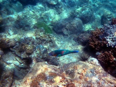 占婆岛浮潜水下生物照片 浮潜水下拍摄参数