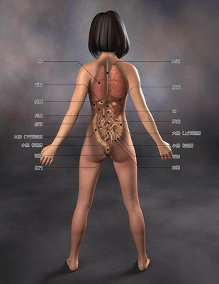 [转载]日本医学女性人体解剖图(组图) 医学人体解剖图