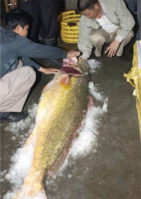 黄唇鱼到底是什么鱼，竟然比黄金还要贵？（图） 产后还要吃黄金素吗