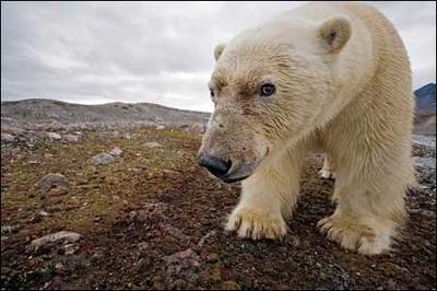 为什么南极没有北极熊，北极没有企鹅呢？ 北极熊能在南极生存吗