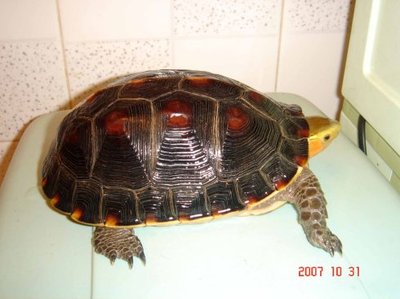 黄缘盒龟-------别名:夹蛇龟,夹板龟,黄板龟(半水栖)