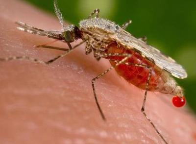 夏季灭蚊、驱蚊、防蚊方法全攻略 防蚊灭蚊专项行动方案