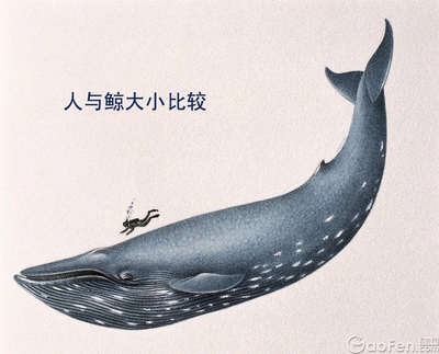 关于鲸鱼的资料 有关鲸鱼的资料