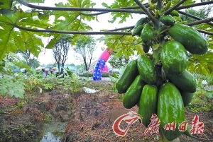 13、广州南沙：到永乐农庄采摘果菜