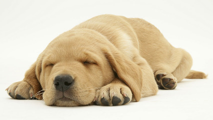 我家小摩卡——小狗为什么会发抖 小狗睡觉的时候发抖