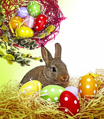 复活节和兔子有什么关系？ 复活节的兔子