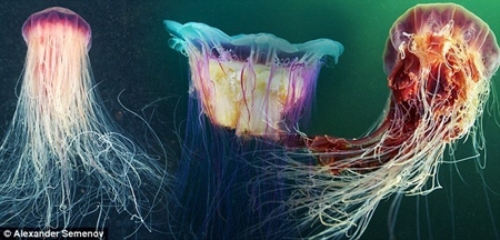 水母：美丽的海洋精灵（《读者欣赏》2011年第9期）