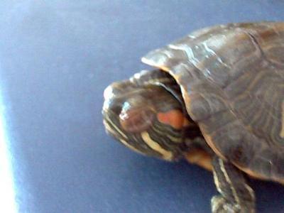 巴西龟——白眼病的治疗方法 巴西龟白眼病