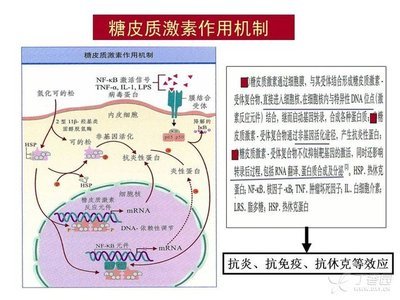 常用糖皮质激素类药物制剂特点及应用！ 常用的糖皮质激素