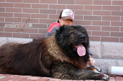 高加索犬介绍 巨型高加索犬