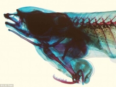 千奇百怪：怪鱼生殖器官和肛门长在头上