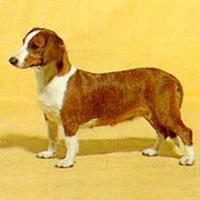 瑞典腊肠犬（Drever） 瑞典腊肠犬