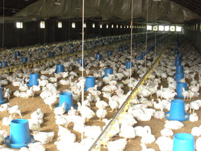 肉鸡养殖问答 现代化肉鸡养殖大棚